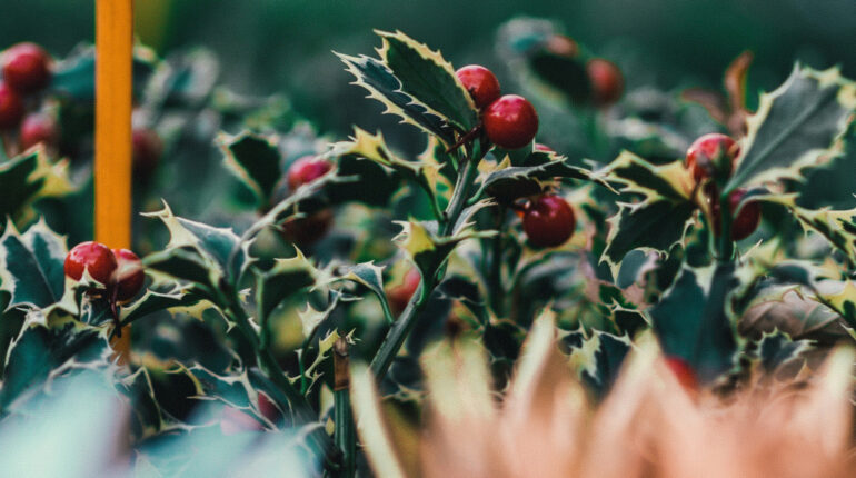 Close up of holly bush