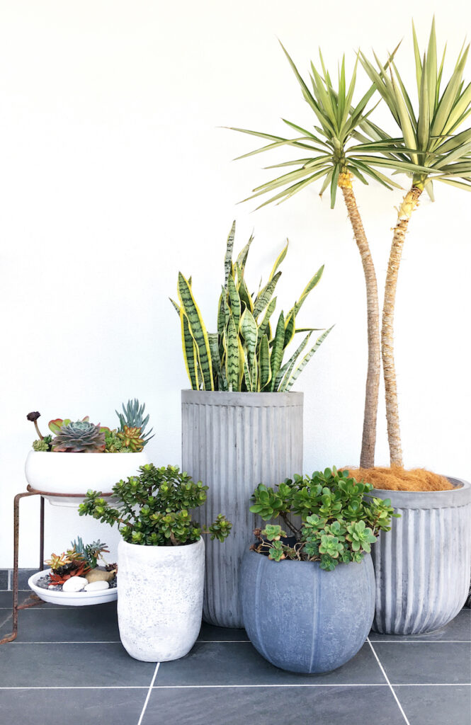 Potted flowers