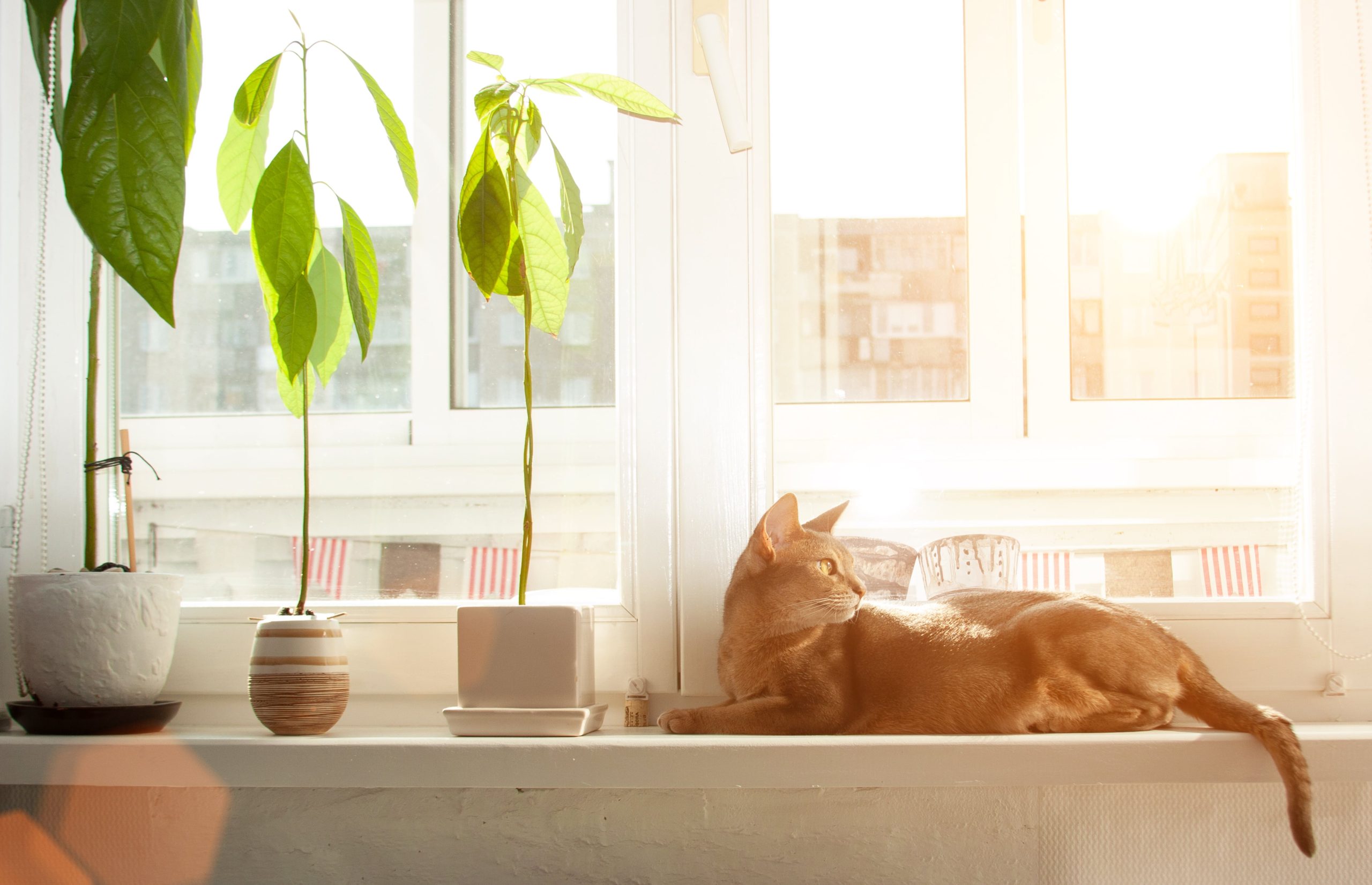 Cat lounging on window sill 