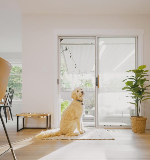 Dog Sitting by back door retractable screen